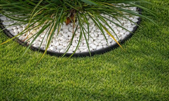 obrzeże ogrodowe ECO 55 wokół rośliny z białym kamieniem